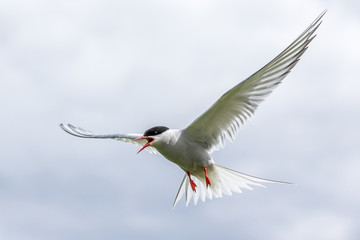 Artic Turns Farnes Island - Sterna paradisaea