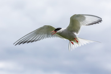 Artic Turns Farnes Island - Sterna paradisaea