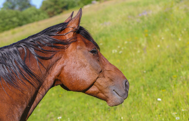 Funny portrait of brown horse with laughing and showing its smile in front of green grass and part of blue sky in summer.