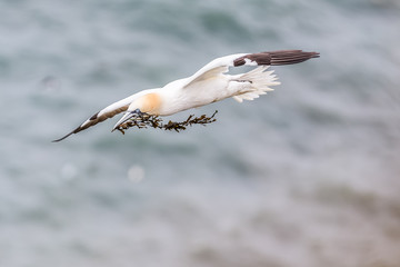 Gannet Over Cliffs At Bempton