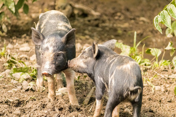 Ossabaw Island hogs