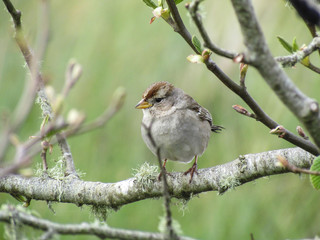 Bird on a branch looking right