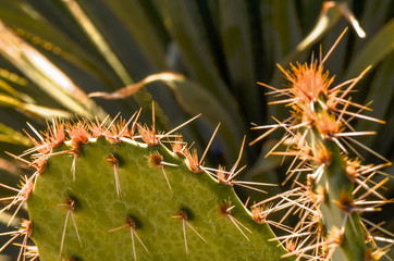 Cactus spines in the sunlight