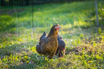 Close up of hen face