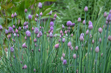 Obraz premium Purple Flowering Chives