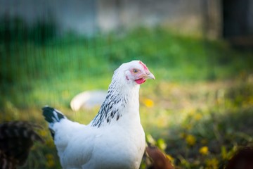 Farm chickens herd on their grassland