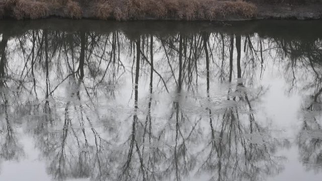 ice floating in the river