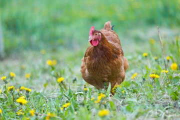 Hen on pasture at spring