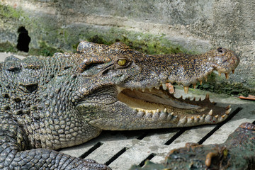 Crocodile head opens its mouth and rests in the Crocodiles farm