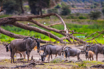 African landscape. A herd of wildebeests. Nature Africa.