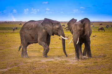 Fototapeta premium Two elephants. African elephants. Nature Africa.