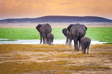 Fototapeta na wymiar Family of elephants. Elephants go to the water. Africa. Kenya. Tanzania.