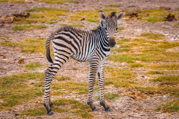 Obraz na płótnie Canvas Young zebra. Africa