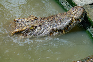 Close up crocodile head floating in farm