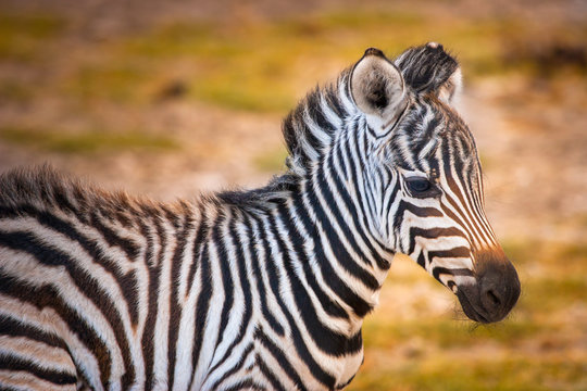 Zebra close up. Portrait of a zebra. Africa