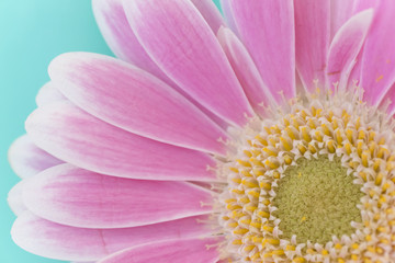 Macro of Pink Gerbera