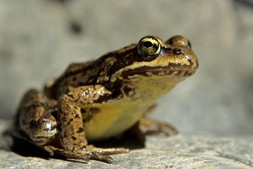 Frog