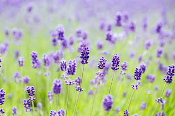 Fototapeta premium Lavender Field in Hokkaido, Japan