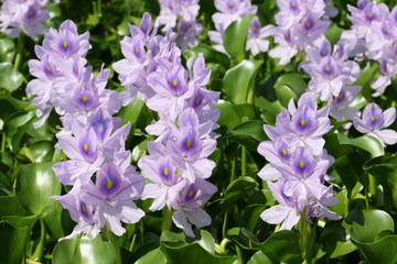 Water hyacinth