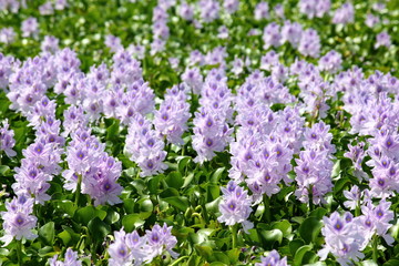 Water hyacinth