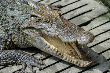 Crocodile head opens its mouth and rests in the Crocodiles farm