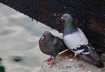 Pigeons