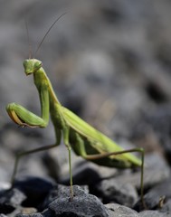 Mantis
