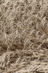 Wheat field