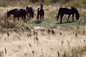 Horses