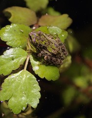 Frogs
