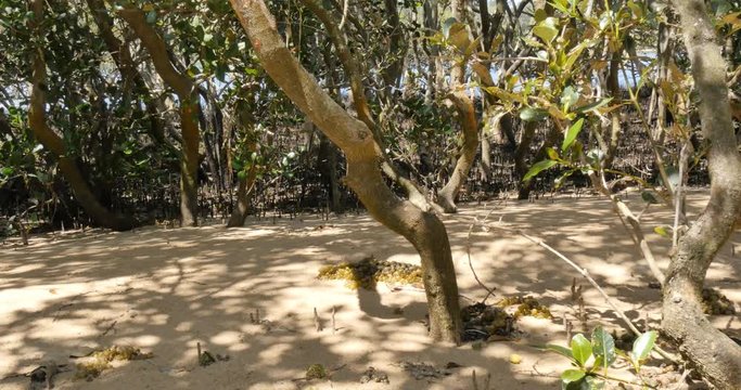 Mangrove trees in coastal wetland estuary environment