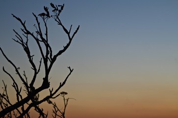 Branch Shadows