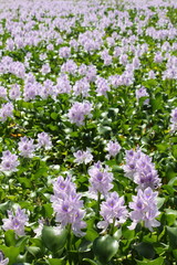 Water hyacinth