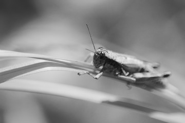 Grass Hoppers