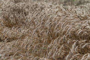 Wheat field