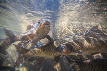 Soro brook carp fish shoot under the waterfall on Namtokphlio National Park Chanthaburi at Thailand. Blurry Background.