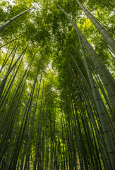 Forêt de bambous, Japon