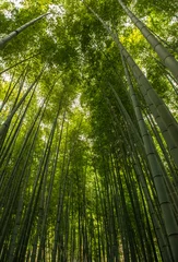 Crédence de cuisine en verre imprimé Bambou Forêt de bambous, Japon