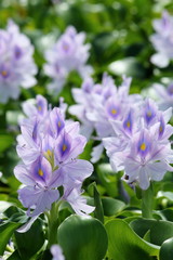 Water hyacinth