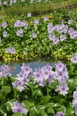 Water hyacinth