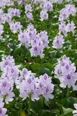 Water hyacinth