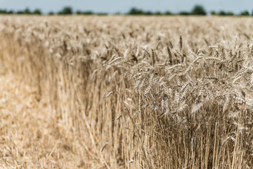 Wheat field