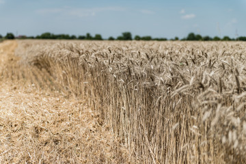 Wheat field