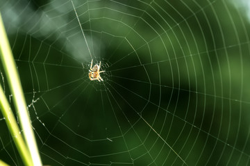 Spider on web