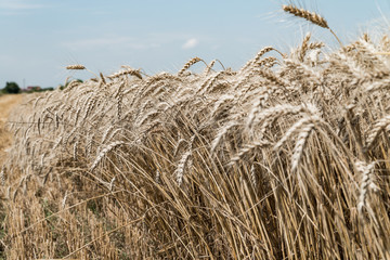 Obraz na płótnie Canvas Wheat field