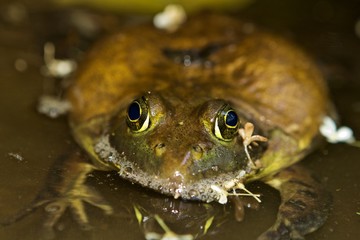 Bullfrog