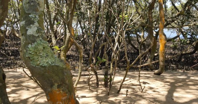 Mangrove trees in coastal wetland estuary environment