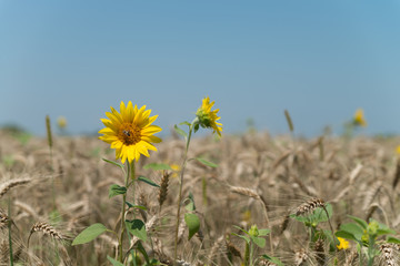 Sunflowers in the field of wheat