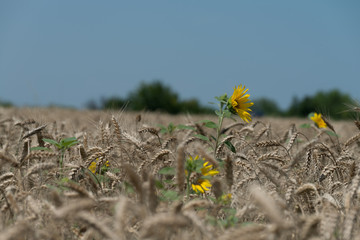 Sunflowers in the field of wheat