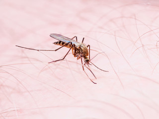 Malaria or Zika Virus Infected Mosquito Sting